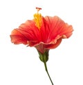 Orange Hibiscus Tropical Flower Isolated