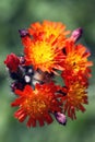 Orange Hieracium pilosella flowers Royalty Free Stock Photo