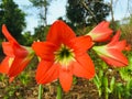 Orange Hippeastrum Puniceum lily flower Royalty Free Stock Photo