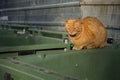 Orange, homeless stray cat lying on the garbage container Royalty Free Stock Photo