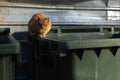 Orange, homeless stray cat lying on the garbage container Royalty Free Stock Photo