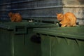 Orange, homeless stray cats lying on the garbage container Royalty Free Stock Photo