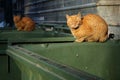 Orange, homeless stray cats lying on the garbage container Royalty Free Stock Photo