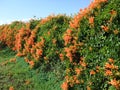 Orange Honey Suckle flower Royalty Free Stock Photo