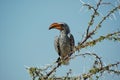 Orange hornbill #2