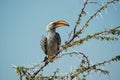 Orange hornbill