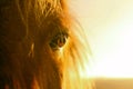 orange horse portrait. horse's eye close up. Royalty Free Stock Photo