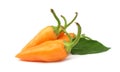 Orange hot chili peppers paprika Royalty Free Stock Photo