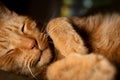 Orange Housecat Sleeping