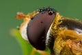 An orange hover fly with dewdrops Royalty Free Stock Photo