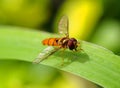 Orange hoverfly on green leaf Royalty Free Stock Photo