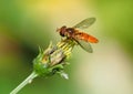 Orange hoverfly on green leaf Royalty Free Stock Photo