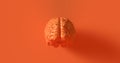 Orange Human brain Anatomical Mode