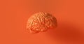 Orange Human brain Anatomical Mode