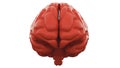 Orange Human brain on white background. Anatomical Model, 3d illustration