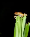 An orange hyla frog on a plant Royalty Free Stock Photo