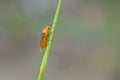 Orange Hymenoptera insect