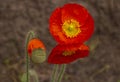 Orange Iceland Poppy Flowers with Hairy Stems Royalty Free Stock Photo