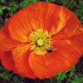 Orange Icelandic Poppy Garden Gnome flower Royalty Free Stock Photo