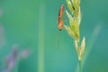 Ichneumon fly Royalty Free Stock Photo