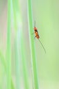 Ichneumon fly Royalty Free Stock Photo