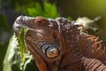 Orange iguana animal red lizard,  closeup Royalty Free Stock Photo