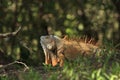 Orange Iguana with Dewlap