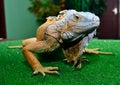 Orange iguana on a green rug