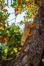 An Orange Iguana in Key West, Florida