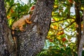 An Orange Iguana in Key West, Florida