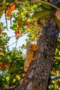 An Orange Iguana in Key West, Florida