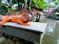 Orange iguana beside the lake Royalty Free Stock Photo