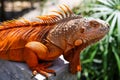 Orange Iguana on the park