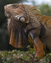 Orange Iguana Profile