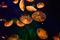 Orange illuminated Jellyfish in natural environment, underwater