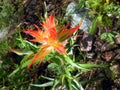 Orange Indian Paintbrush Wildflower Royalty Free Stock Photo