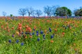 Orange Indian Paintbrush Wildflowers in Texas Royalty Free Stock Photo