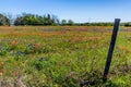 Orange Indian Paintbrush Wildflowers in Texas Royalty Free Stock Photo