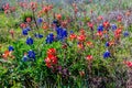 Orange Indian Paintbrush Wildflowers in Texas Royalty Free Stock Photo