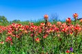 Orange Indian Paintbrush Wildflowers in Texas Royalty Free Stock Photo