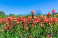 Orange Indian Paintbrush Wildflowers in Texas