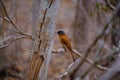 Orange Indian paradise flycatcher