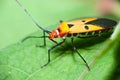 Orange Insect Royalty Free Stock Photo