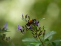 Orange insect