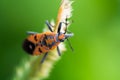 Orange Insect on flower