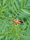 Orange insect on green leaves Royalty Free Stock Photo