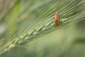 Orange insect on green wheat Royalty Free Stock Photo