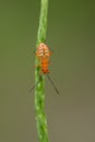 Orange insect macro in Tangkoko National Park. North Sulawesi, Indonesia.