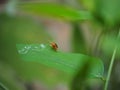 Yellow Squash Beetle (Aulacophora indica) perched on the green leaves Royalty Free Stock Photo