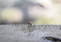 Orange insects on gray wood, Blurred bokeh nature background Royalty Free Stock Photo